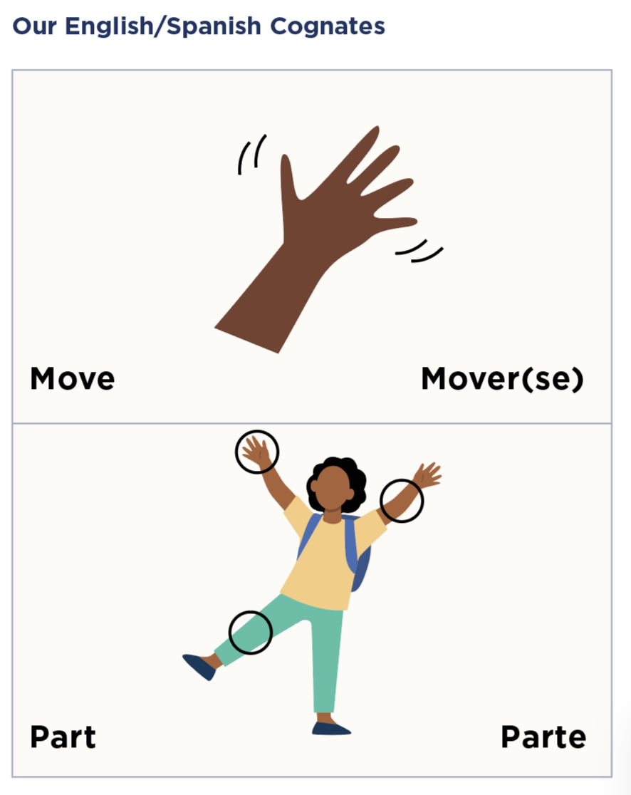 A card is shown, split in half. On the top half, the card reads as follows (from left to right): The English word move, an image of a hand in motion, then the word in Spanish, mover(se). On the bottom half, the card reads as follows (from left to right): The English word part, an image of a child with circles and arrows indicating to their hand, arm, and foot, then the word in Spanish, parte.