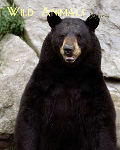Wild Animals - Bears