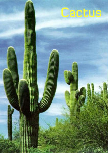Cactus