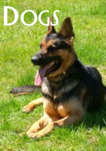 Dogs