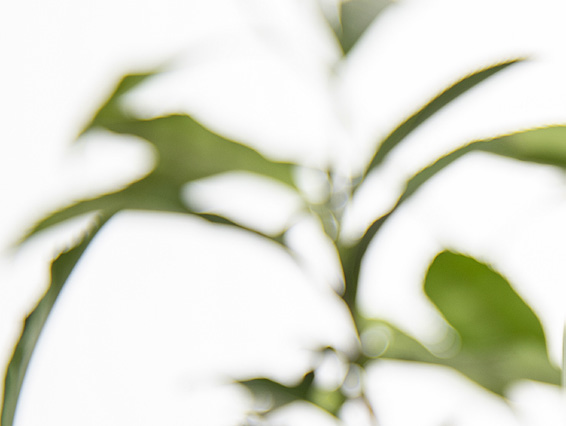 Soft-focus tea leaves background