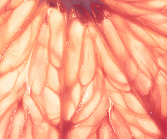 Close-up macro texture of a grapefruit slice, warm pink-orange tones