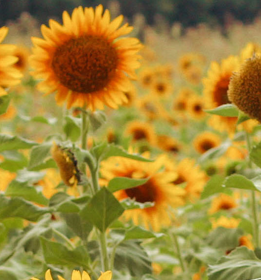Field of sunflowers in bloom