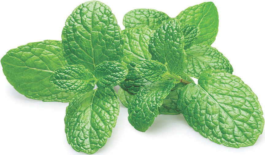 Close-up photograph of fresh green mint leaves