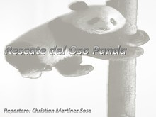 Rescate del Oso Panda