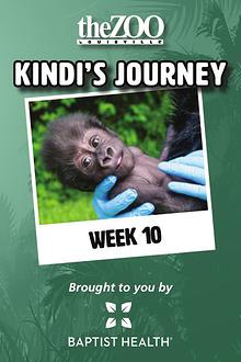 Kindi's Journey