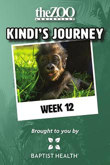 Kindi's Journey