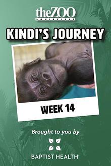 Kindi's Journey