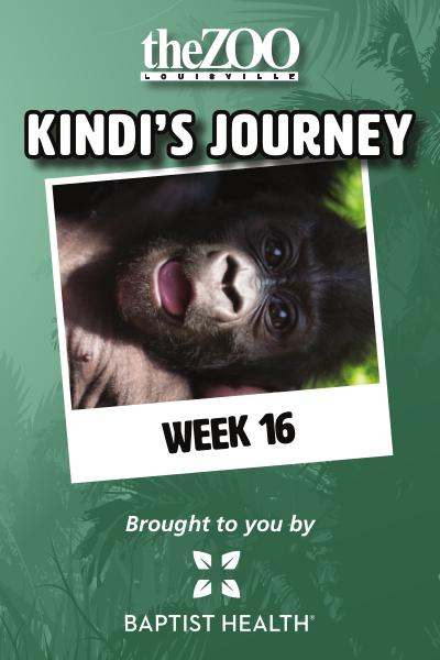 Kindi's Journey: Week 16