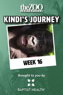 Kindi's Journey