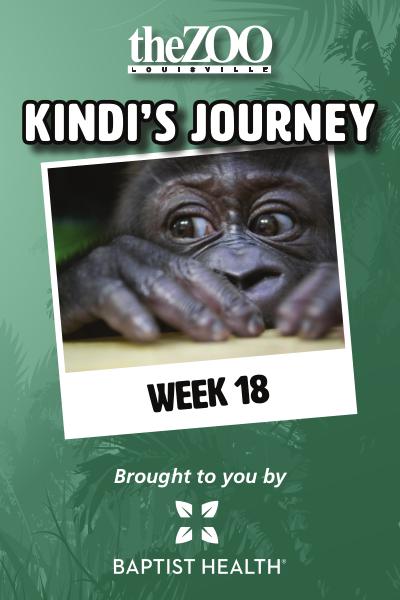 Kindi's Journey: Week 18