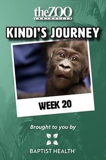 Kindi's Journey