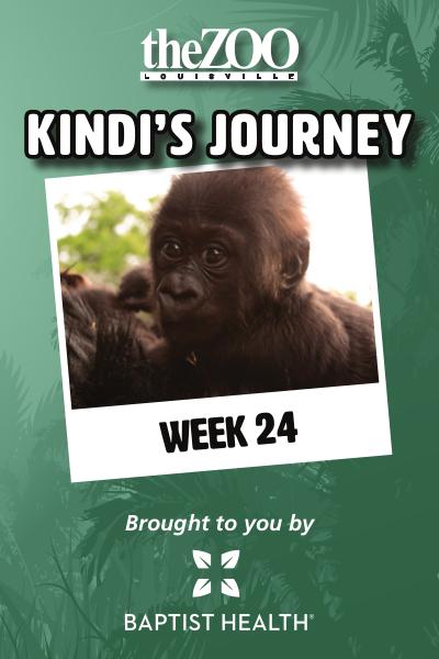 Kindi's Journey: Week 24