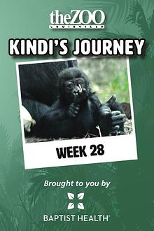 Kindi's Journey