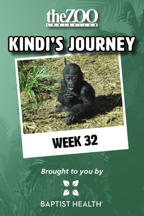 Kindi's Journey: Week 32