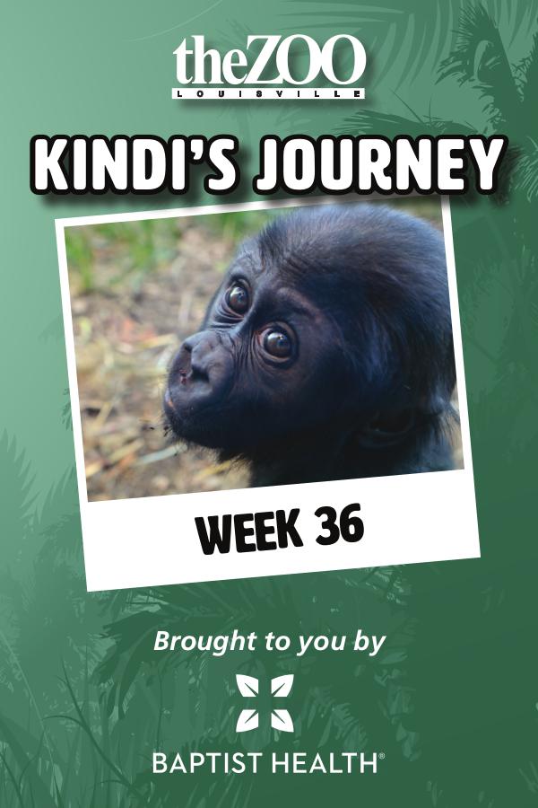 Kindi's Journey: Week 36