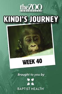 Kindi's Journey