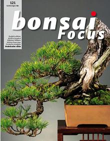 BONSAI FOCUS - Nederlands