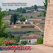 Javea Grapevine