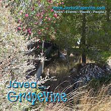 Javea Grapevine