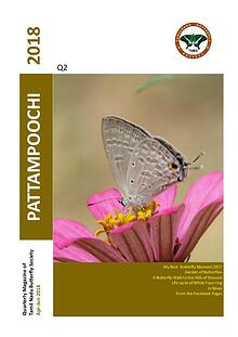 Pattampoochi - Butterfly Magazine