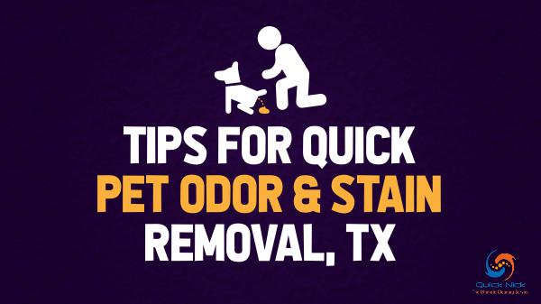 Tips for Quick Pet Odor & Stain Removal, TX