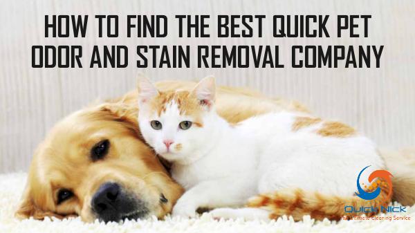 Best Quick Pet Odor and Stain Removal Company