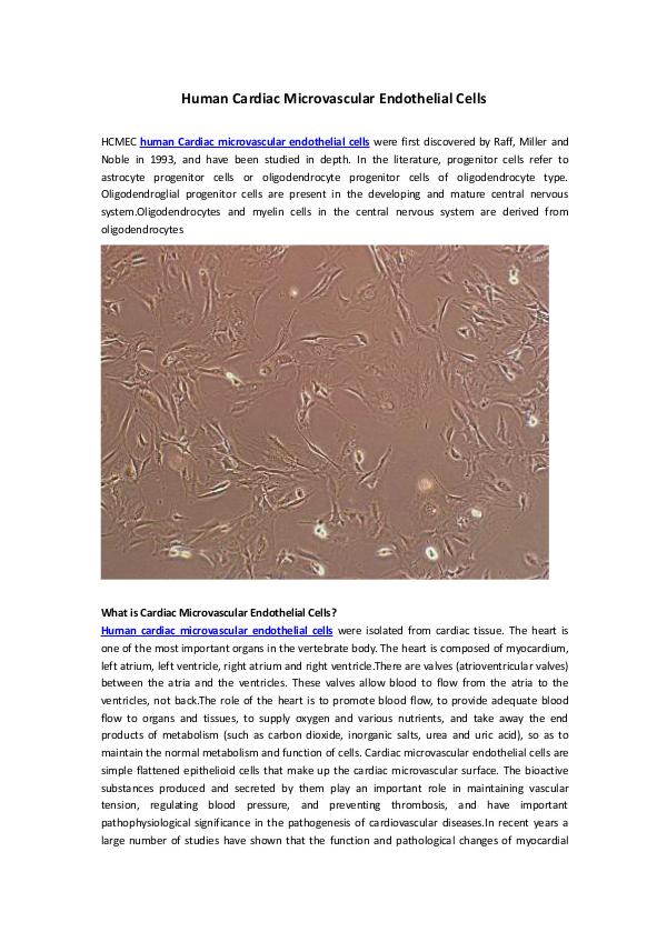 Human Cardiac Microvascular Endothelial Cells