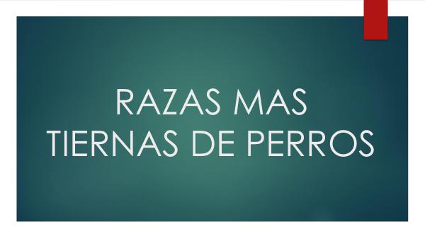 catalogo RAZAS MAS TIERNAS DE PERROS