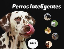 Perros