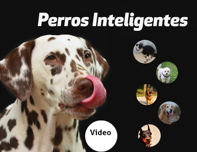 Revista Perros Revista Perros