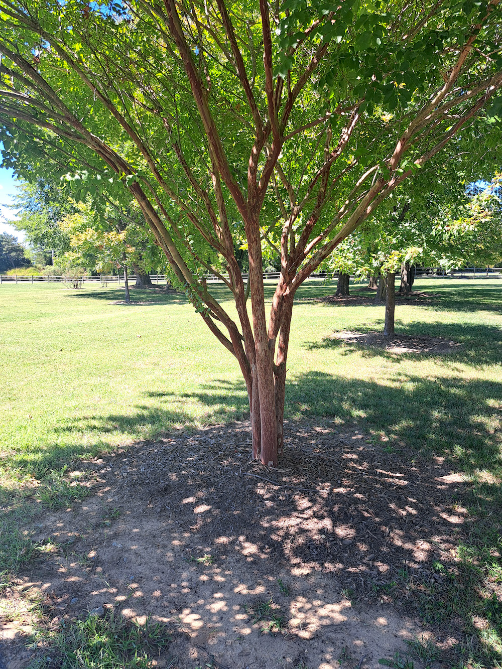 Tree in a park with sunlight and shadows