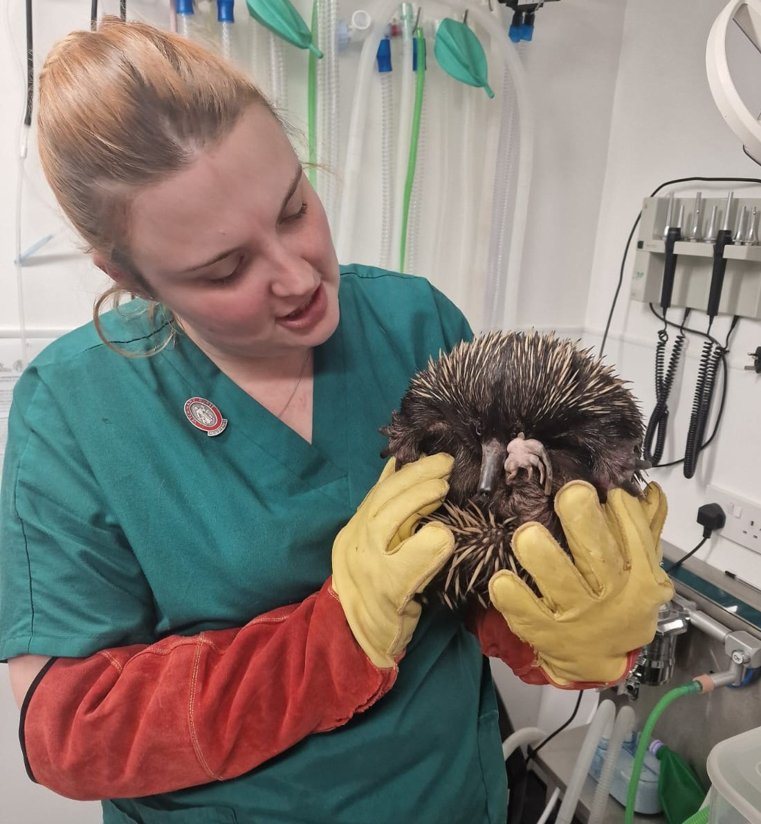 Vet with a hedgehog