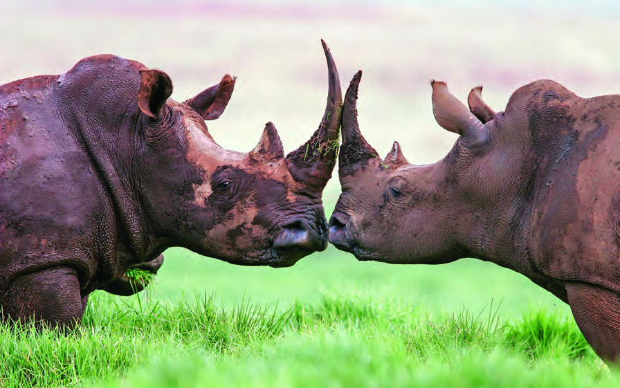 Karongwe Game Reserve, South Africa