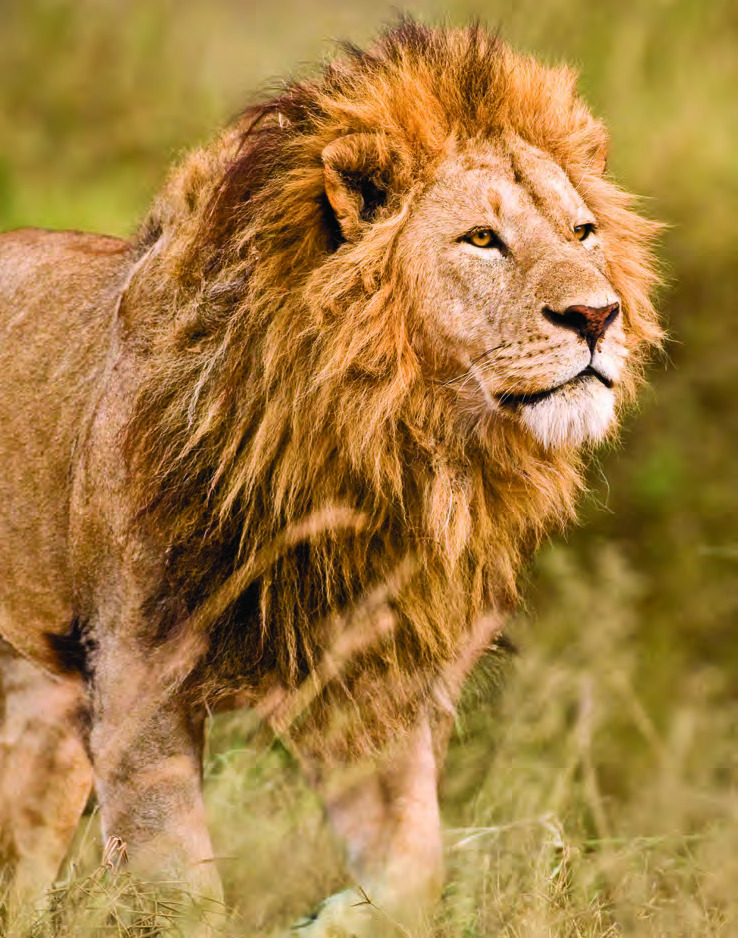 Ngorongoro Crater