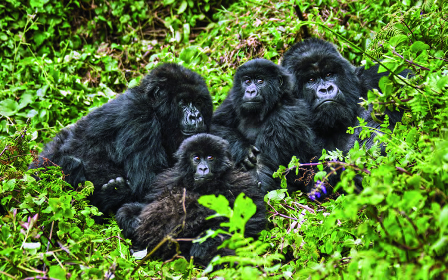 Gorillas, Volcanoes National Park, Rwanda