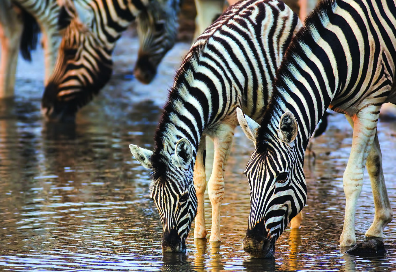 Waterhole, Etosha National Park, Namibia