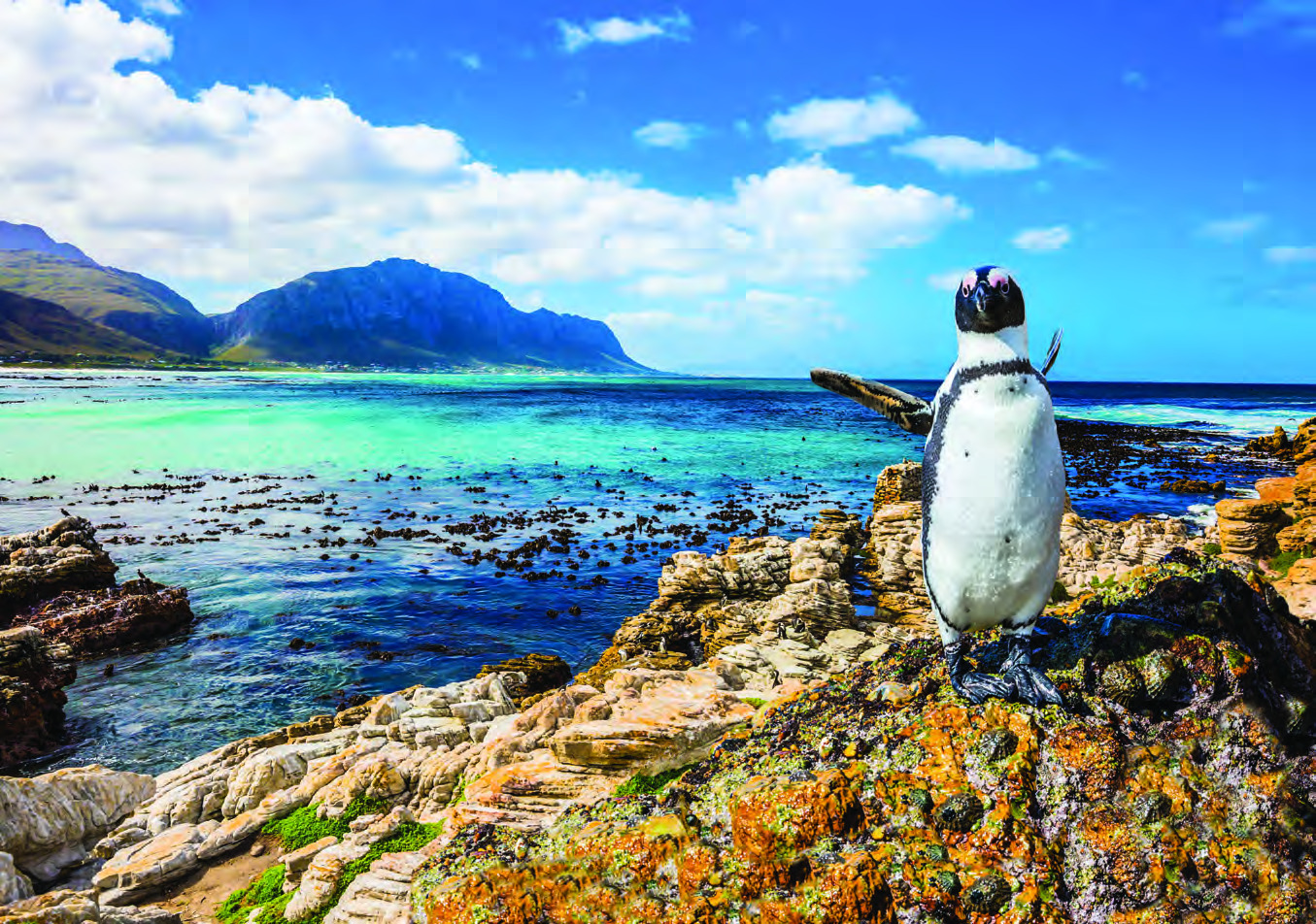 Boulders Beach, South Africa