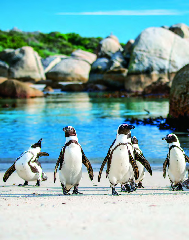Boulders Beach, South Africa