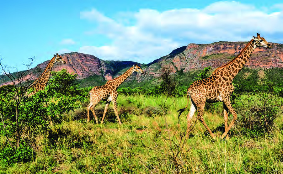 Entabeni Game Reserve, South Africa