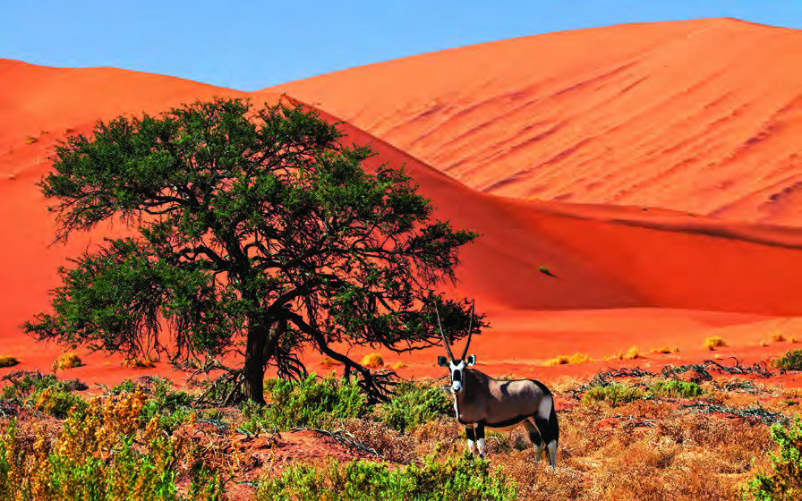 Oryx, Namib-Naukluft National Park, Namibia