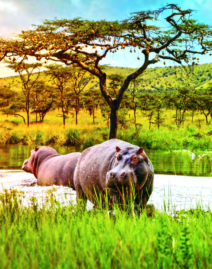 Hippos, Akagera National Park