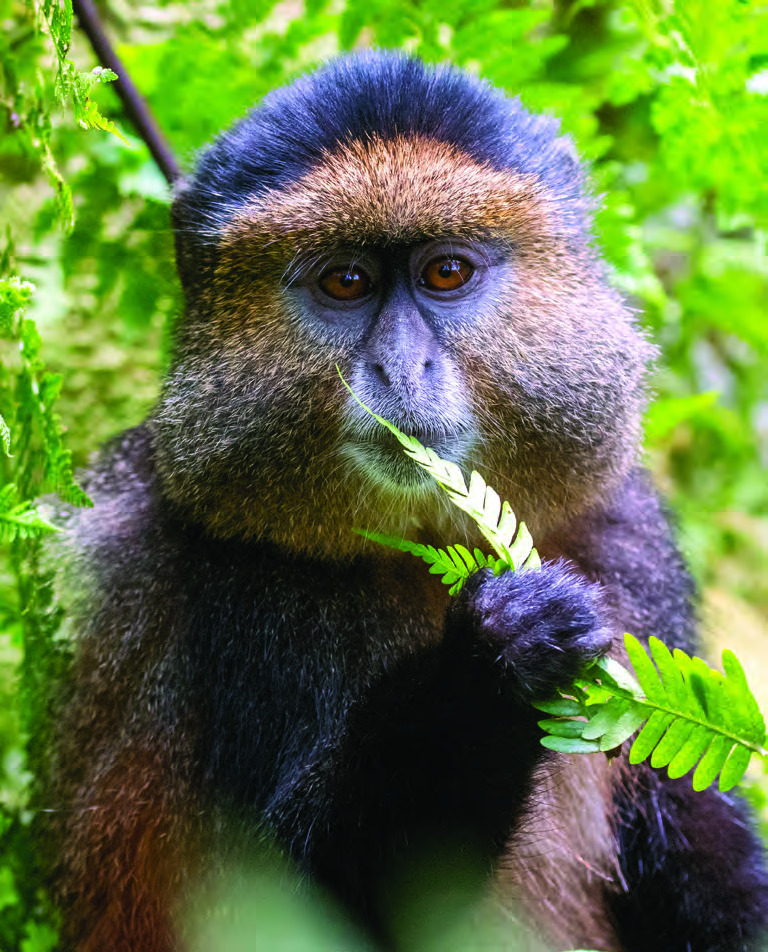 Golden monkey, Volcanoes National Park