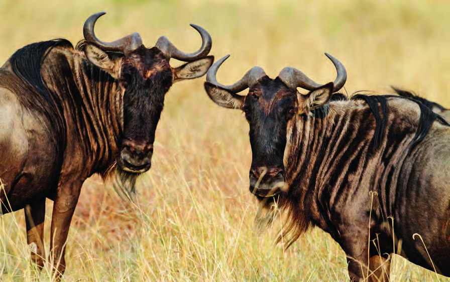 Ngorongoro Crater, Tanzania