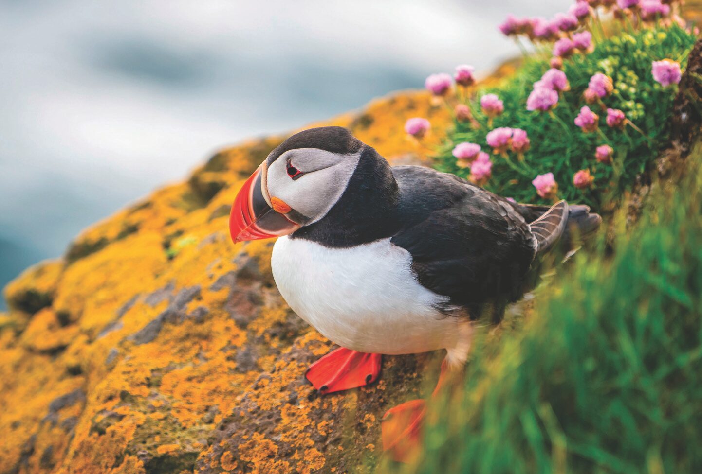Atlantic puffin