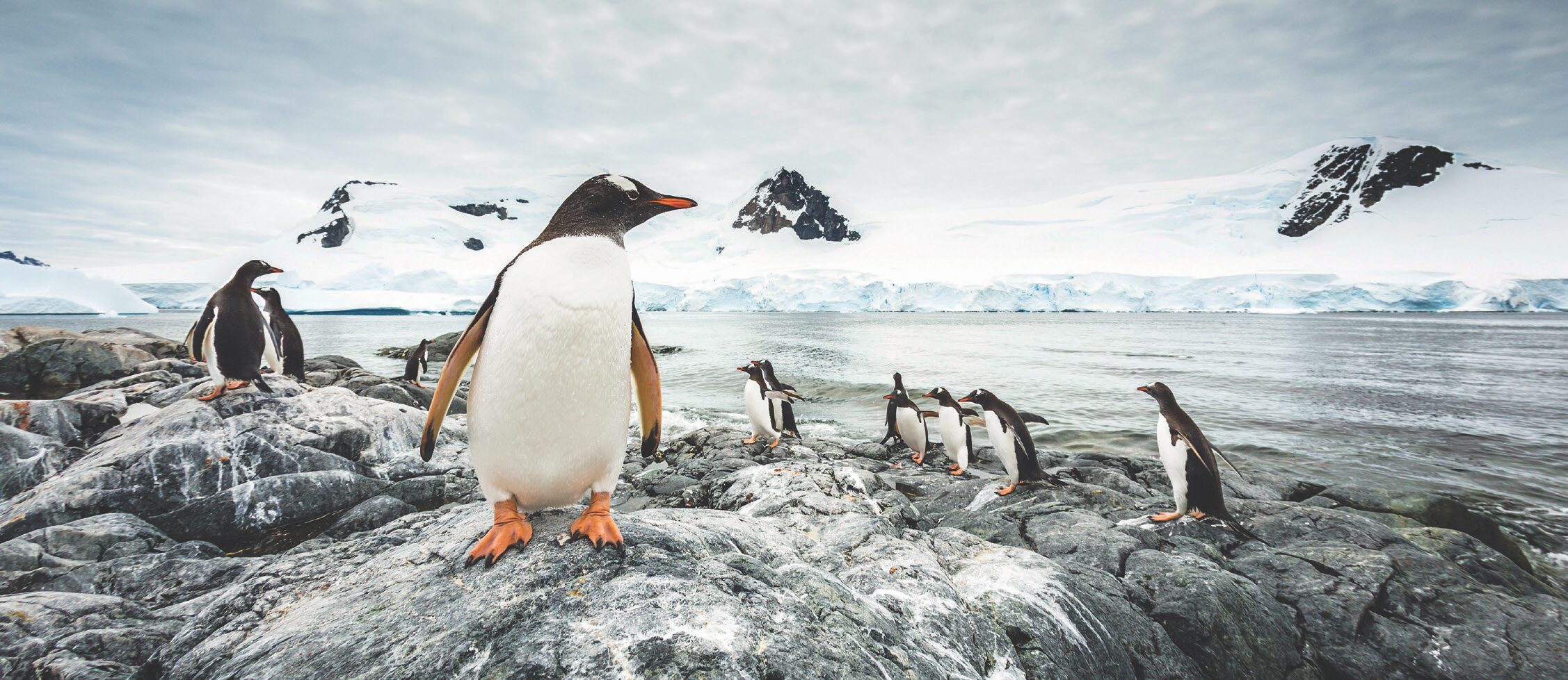 Gentoo penguins