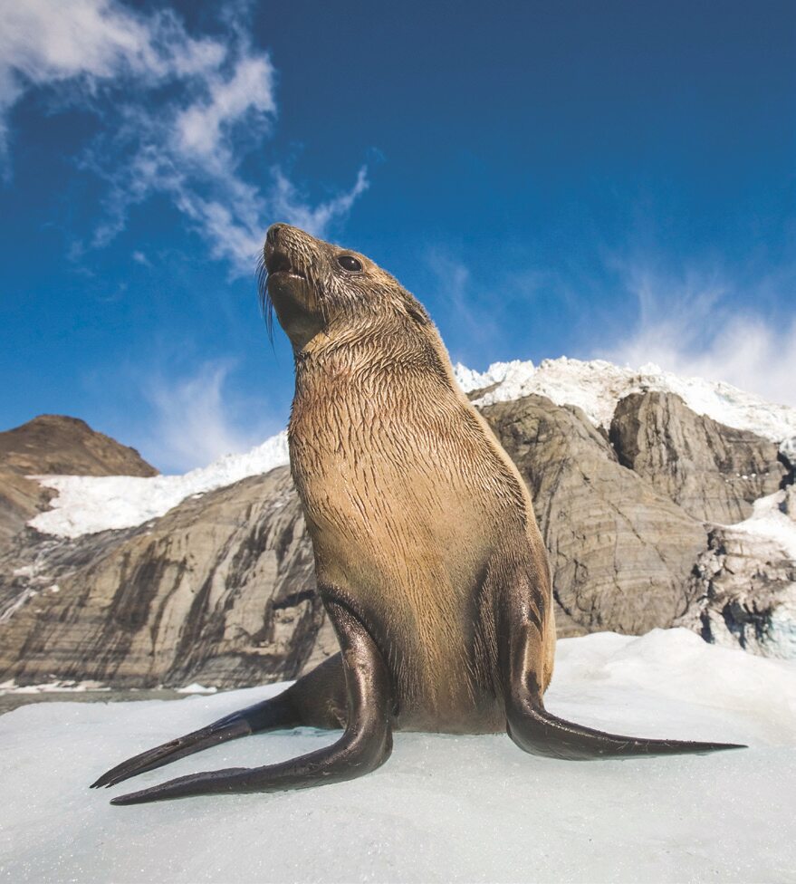 Antarctic fur seal, Antarctic Peninsula