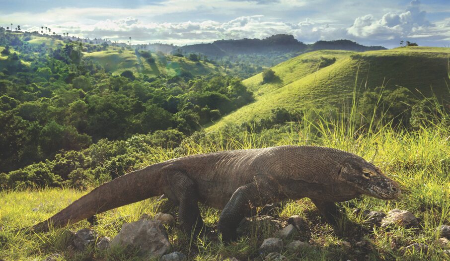 Komodo dragon, Rinca Island