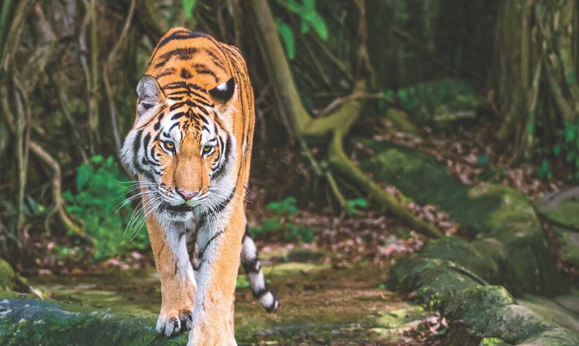 Ranthambore National Park