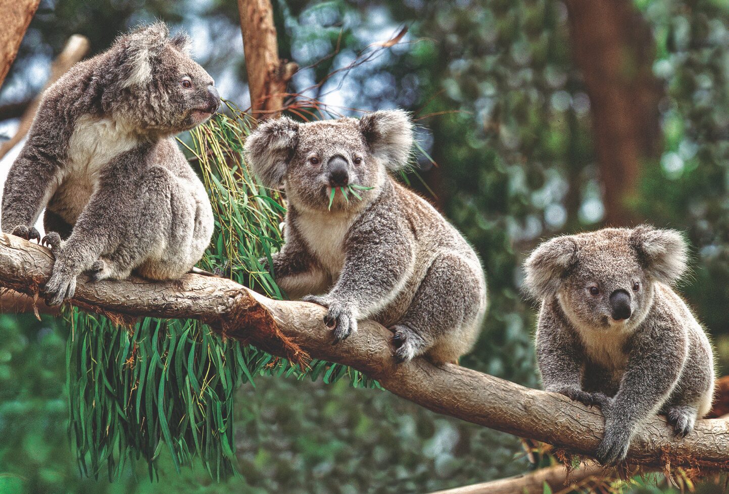 Koalas